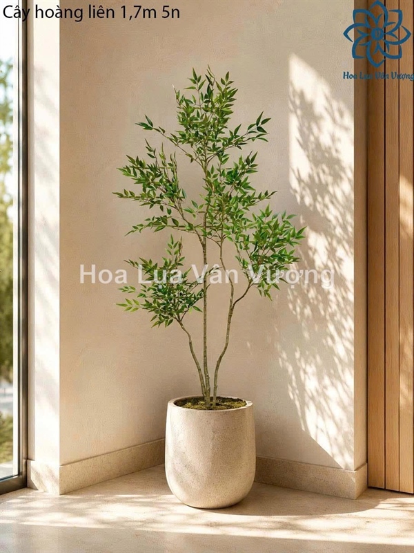 Cây hoàng liên 1,7m 5n - Cây - Hoa Lụa Vân Vượng