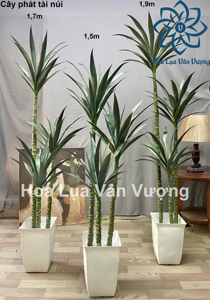 Cây phát tài núi 1,5m - Cây - Hoa Lụa Vân Vượng