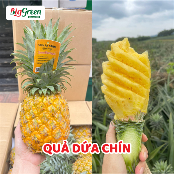 Quả Dứa Chín