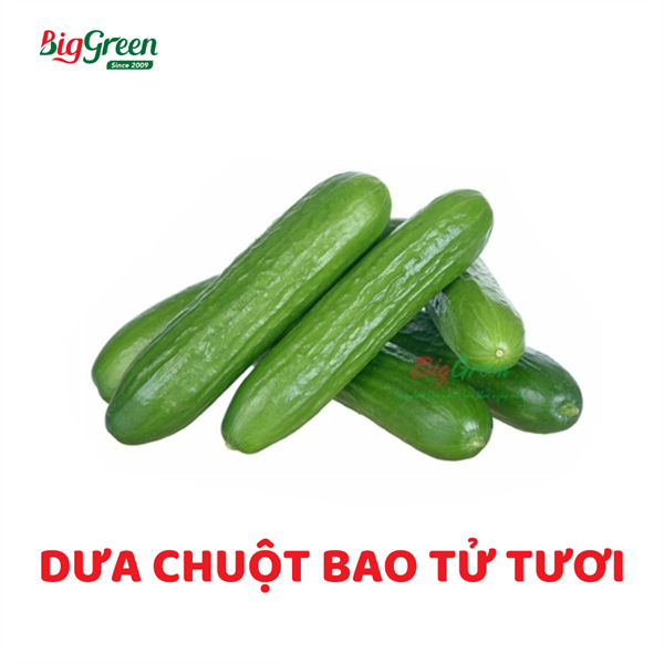 Dưa Chuột Bao Tử Tươi