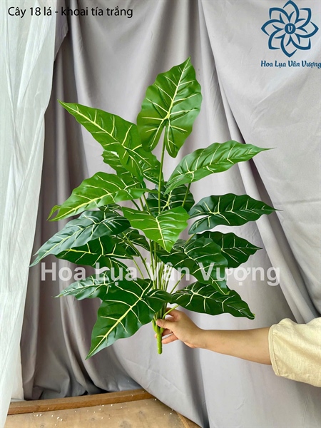 Cây 18 lá - Khoai tía trắng - Cây - Hoa Lụa Vân Vượng