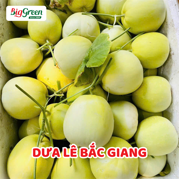 Dưa Lê Bắc Giang