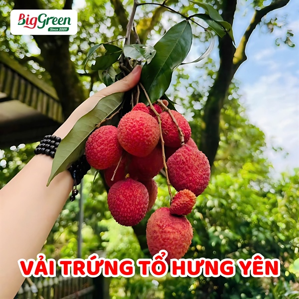Vải Trứng Tổ - Phù Cừ Hưng Yên