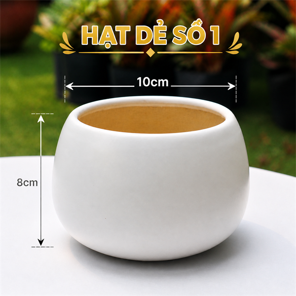 CHẬU HẠT DẺ