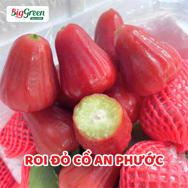 Roi Đỏ Cồ An Phước