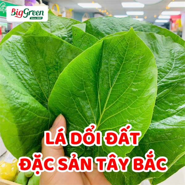 Lá Dổi