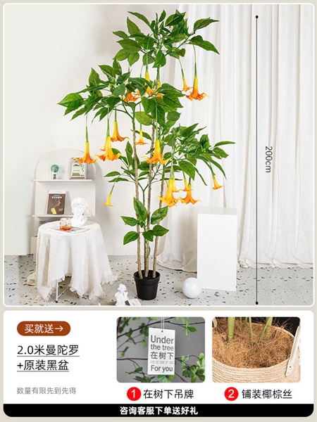 Cây kèn tây 2,3m có chậu - Cây - Hoa Lụa Vân Vượng