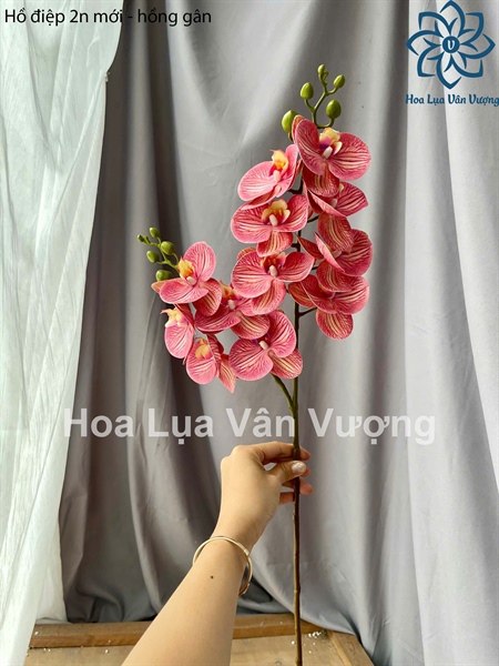 Hồ điệp 2n mới - Hồ điệp, lan - Hoa Lụa Vân Vượng