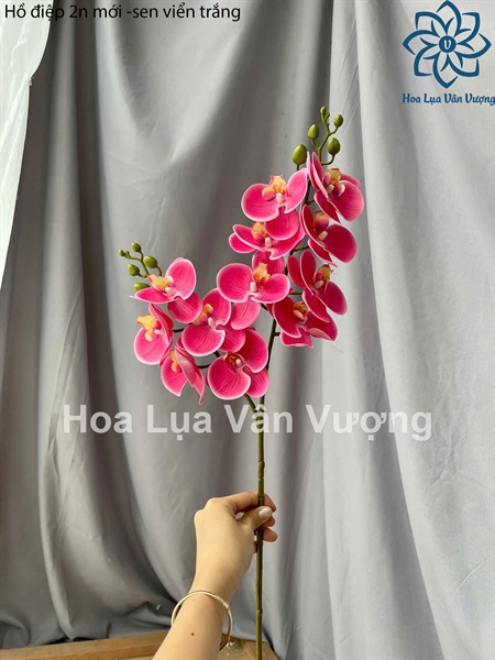 Hồ điệp 2n mới - sen viền trắng - Hồ điệp, lan - Hoa Lụa Vân Vượng
