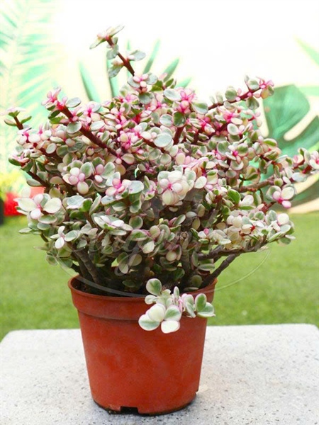 CÂY SEN ĐÁ DOLA HỒNG