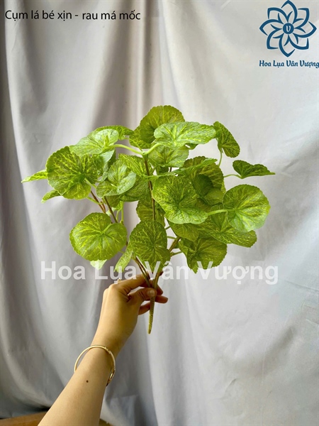 Cụm lá bé xịn - rau má mốc - Lá cành ngắn - Hoa Lụa Vân Vượng