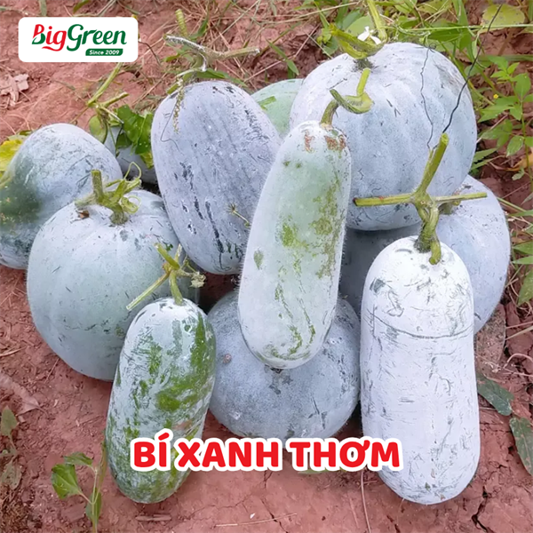 Bí Xanh Thơm Hữu cơ PGS