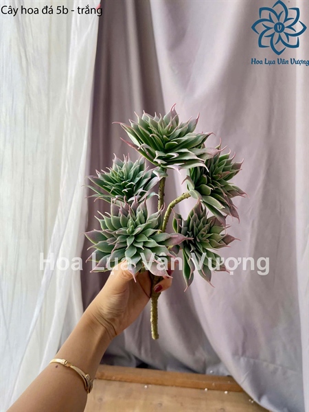Cây hoa đá 5b - Hoa đá - Hoa Lụa Vân Vượng