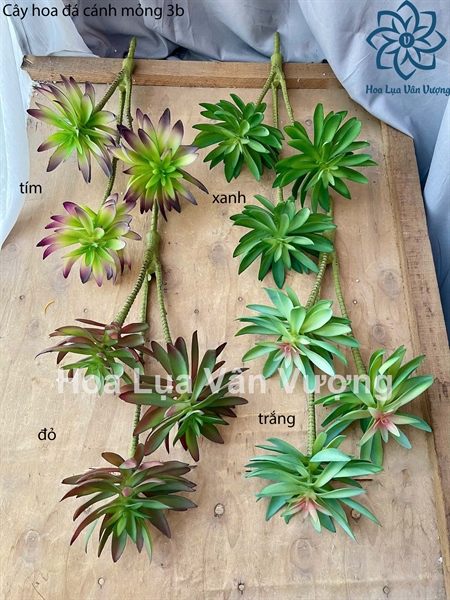 Cây hoa đá cánh mỏng 3b - Hoa đá - Hoa Lụa Vân Vượng