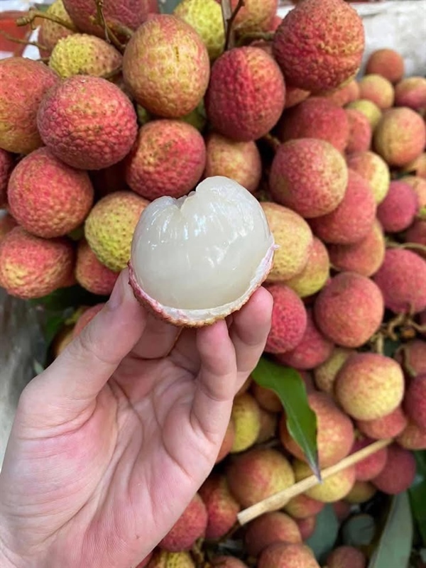 VẢI SỚM VIỆT NAM /ベトナム産の早採れライチ