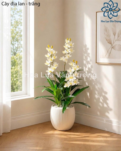 Cây địa lan - trắng - Cây - Hoa Lụa Vân Vượng
