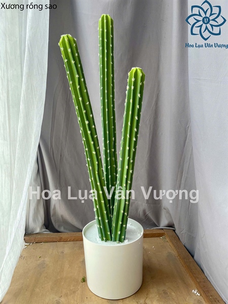 Xương rồng sao 87cm - Cây - Hoa Lụa Vân Vượng