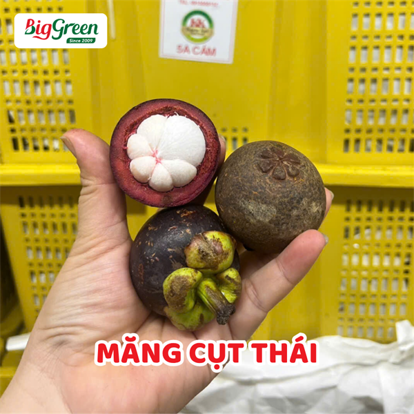 Măng Cụt Thái
