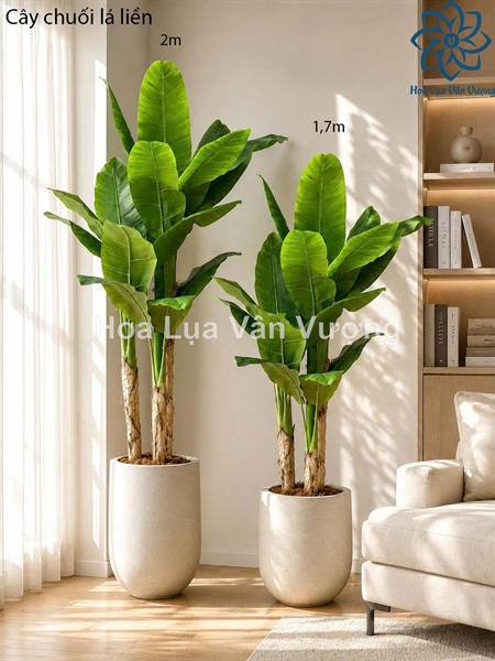 Cây chuối lá liền 2m - Cây - Hoa Lụa Vân Vượng