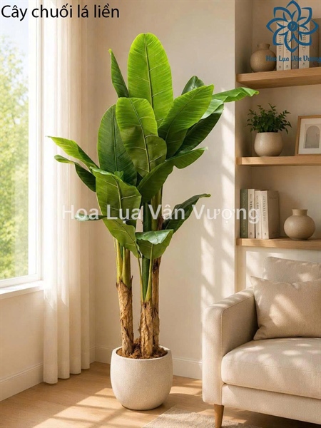 Cây chuối lá liền - Cây - Hoa Lụa Vân Vượng