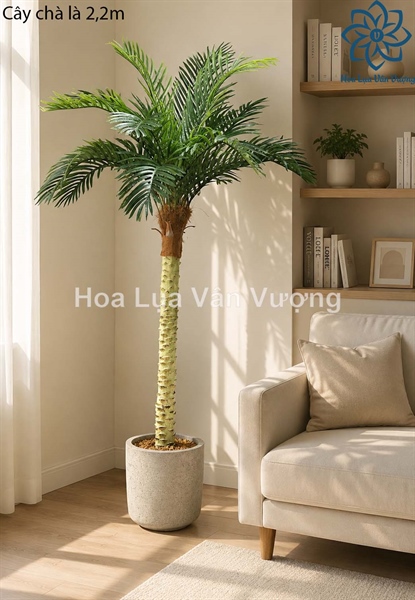 Cây chà là 2,2m - Cây - Hoa Lụa Vân Vượng
