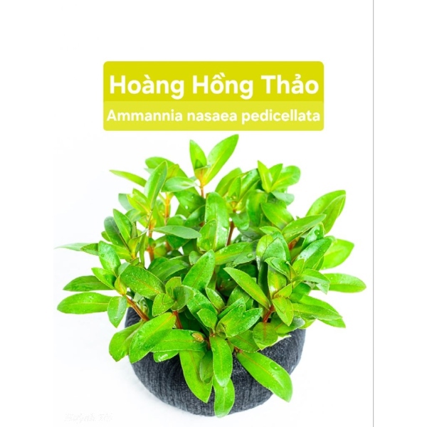 LA HÁN MIX XANH ĐỎ
