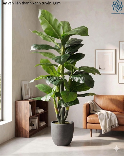 Cây vạn liên thanh xanh tuyền 1,8m - Cây - Hoa Lụa Vân Vượng