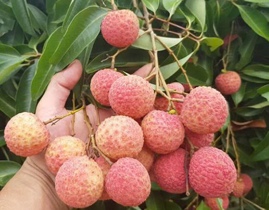 Vải Thiều Thanh Hà