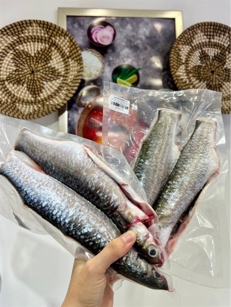 CÁ ĐỐI làm sạch, rửa sạch