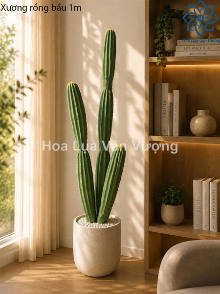 Xương rồng bầu 1m - Cây - Hoa Lụa Vân Vượng