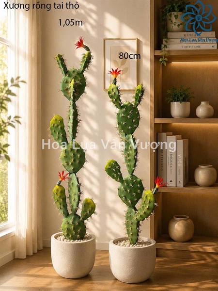 Xương rồng tai thỏ 80cm - Cây - Hoa Lụa Vân Vượng