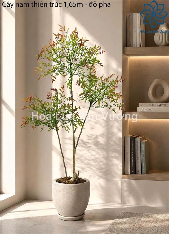 Cây nam thiên trúc 1,65m - Cây - Hoa Lụa Vân Vượng