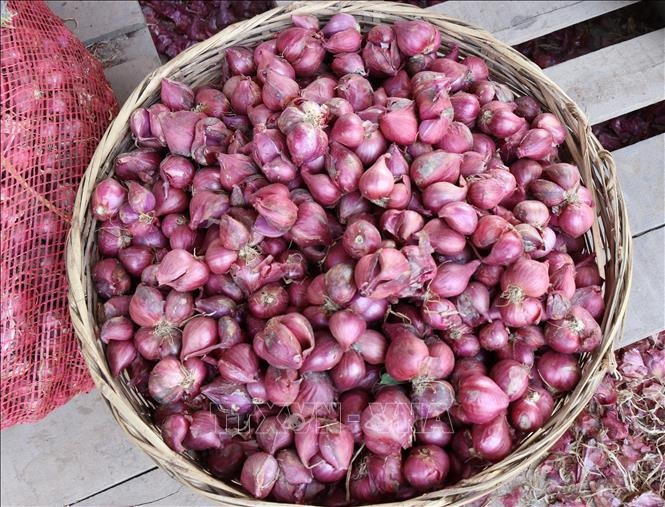Hành tím củ nhỏ レッドオリオン