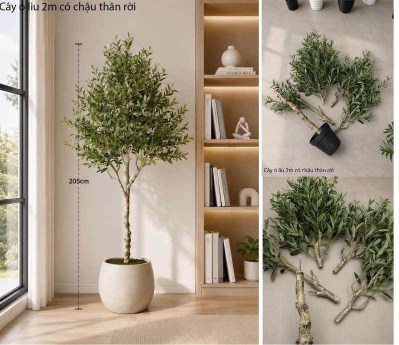 Cây ô liu 2m có chậu thân rời - Cây - Hoa Lụa Vân Vượng