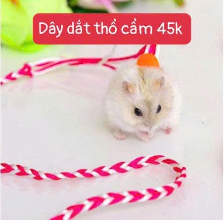 Dây Dắt Thú Cưng Nhỏ