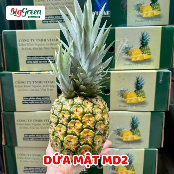 Dứa Mật Md2