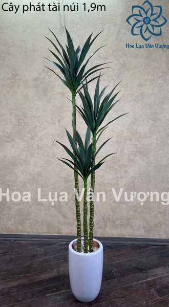 Cây phát tài núi 1,9m - Cây - Hoa Lụa Vân Vượng