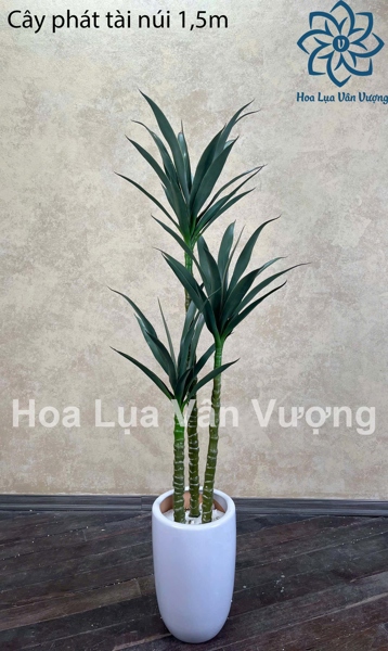 Cây phát tài núi 1,5m - C - Cây - Hoa Lụa Vân Vượng
