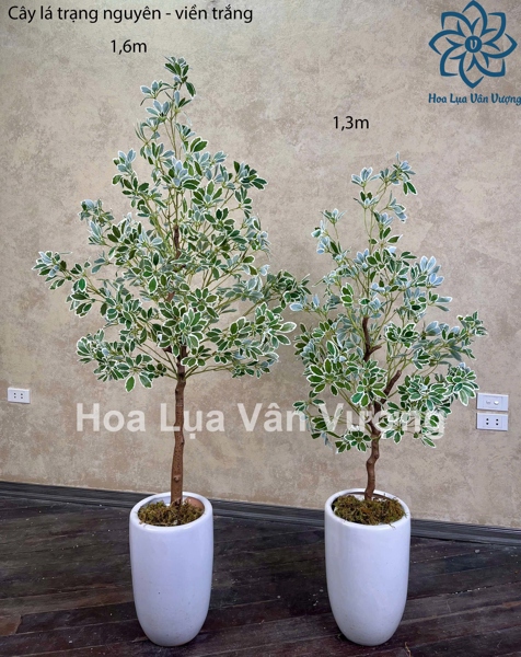 Cây lá trạng nguyên 1,3m - Cây - Hoa Lụa Vân Vượng