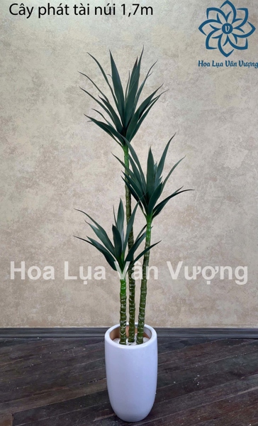 Cây phát tài núi 1,7m - Cây - Hoa Lụa Vân Vượng