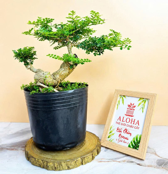 CÂY CẦN THĂNG BONSAI GỐC THỤ