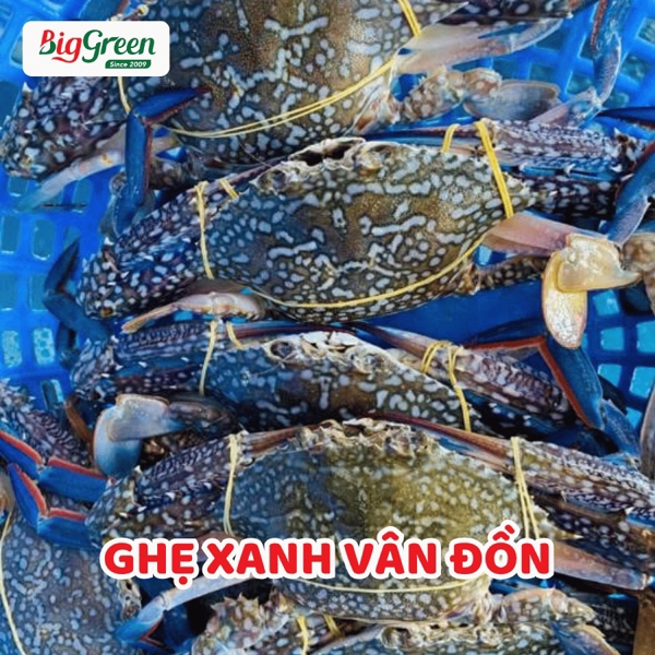 Ghẹ Xanh Vân Đồn