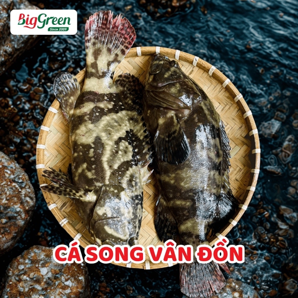 Cá Song Vân Đồn
