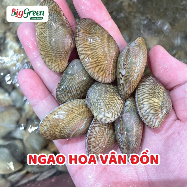 Ngao Hoa Vân Đồn