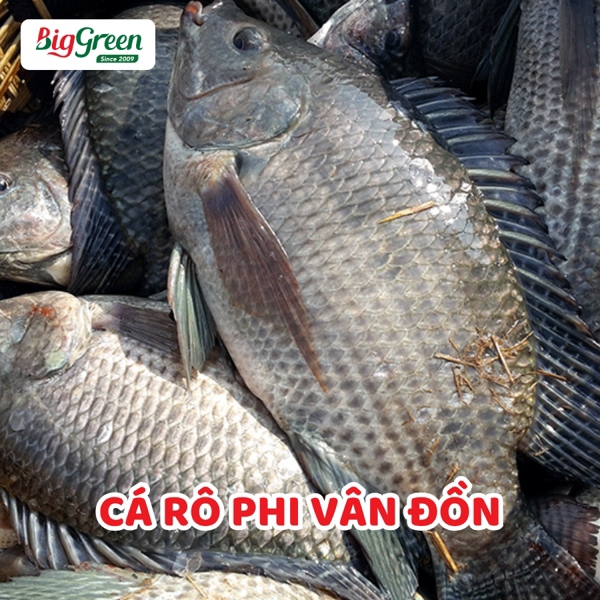 Cá Rô Phi Biển - Vân Đồn