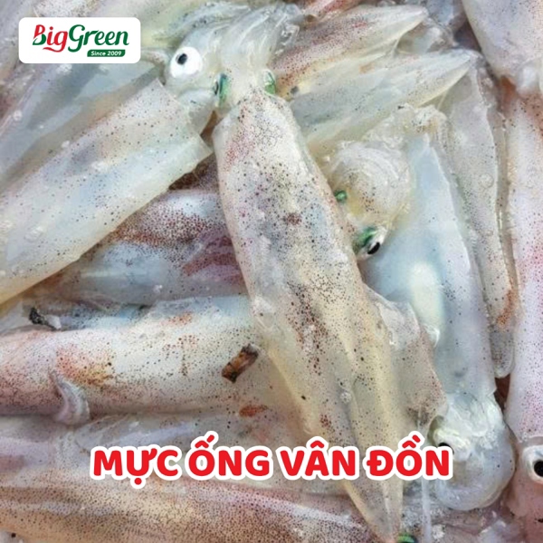 Mực Ống Vân Đồn