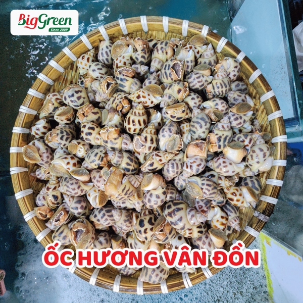 Ốc Hương Vân Đồn