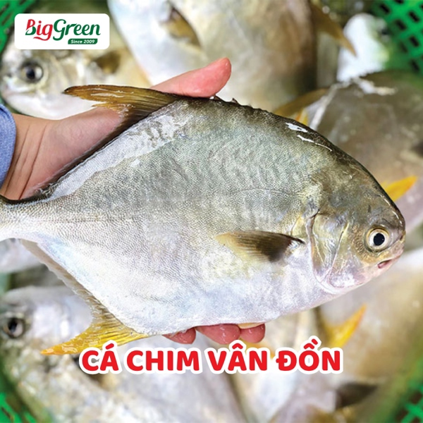 Cá Chim Vân Đồn