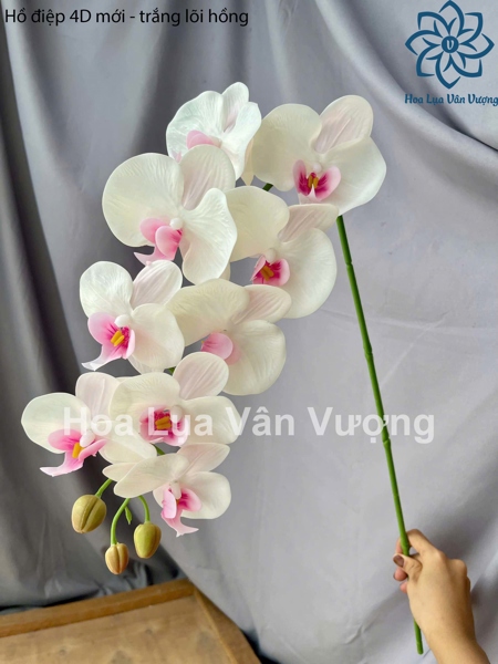 Hồ điệp 4D mới - trắng lõi hồng - Hồ điệp, lan - Hoa Lụa Vân Vượng