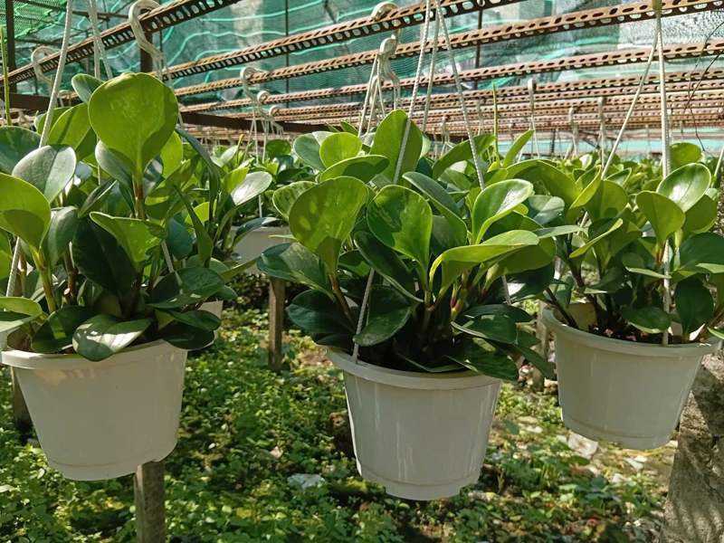 CÂY TRƯỜNG SINH XANH TREO LỚN